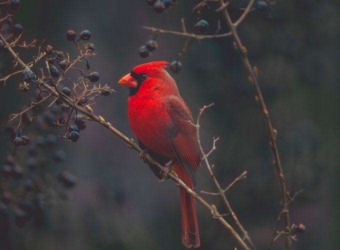 Wallpaper Cardinal, Red bird, bird, 4K, Animals 1014514016